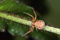 xysticus cristatus